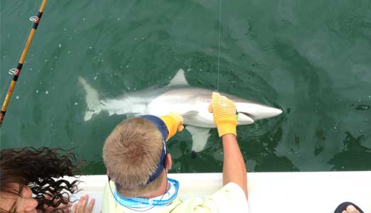 Deck hand de-hooks shark caught on a Galveston shark fishing trip