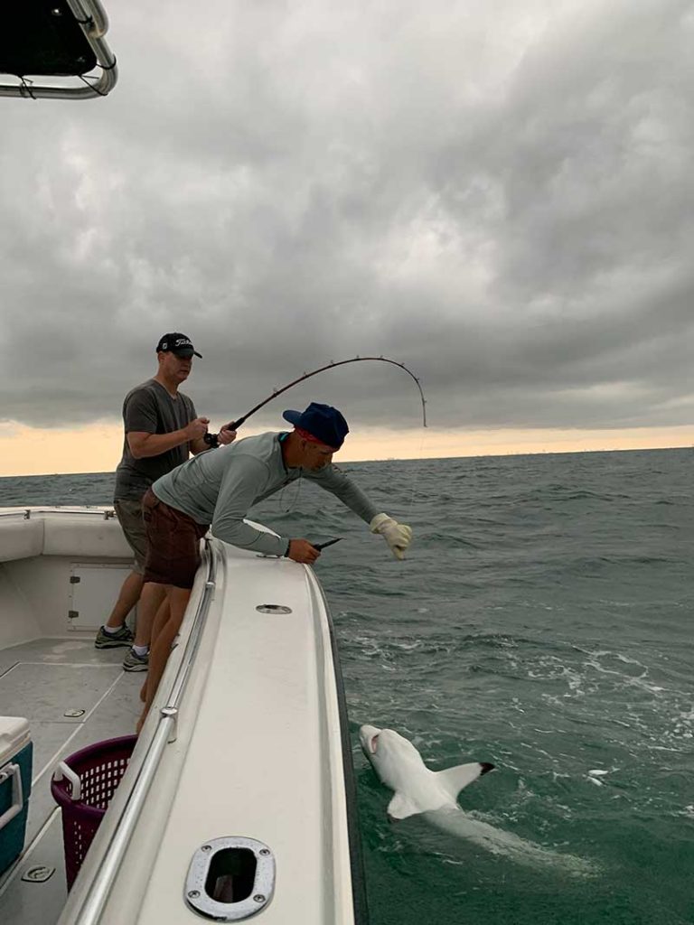 Deck handing helping angler reel in blacktip shark