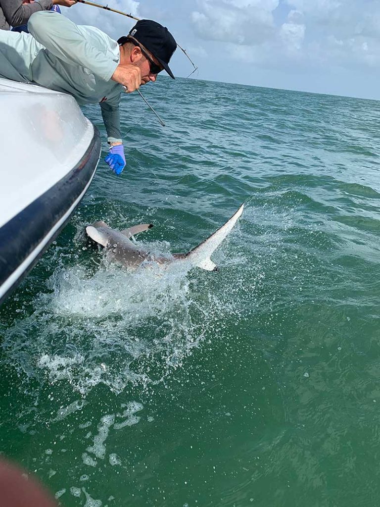 Shark thrasing alongside boat while angler tries to reel it in