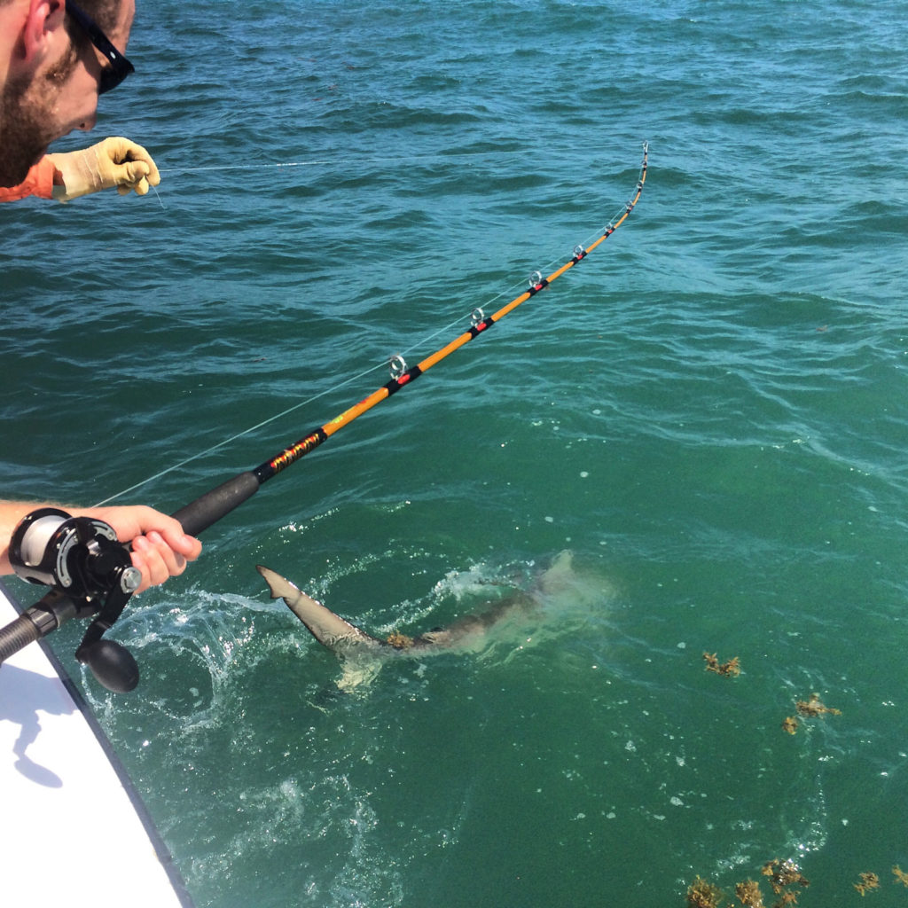 Shark fishing guide helping client land shark into boat