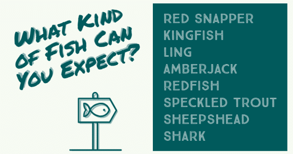 List of fish you can expect to catch on the Gulf of Mexico; red snapper, kingfish, ling, amberjack, redfish, speckled trout, sheepshead, shark