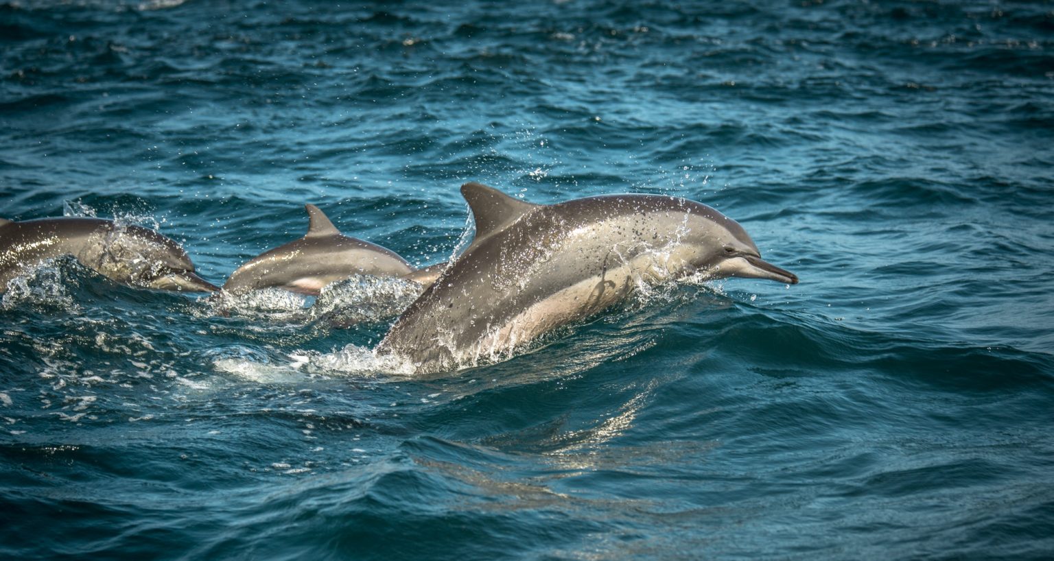 Galveston Dolphin Tours See Dolphins On Galveston Bay