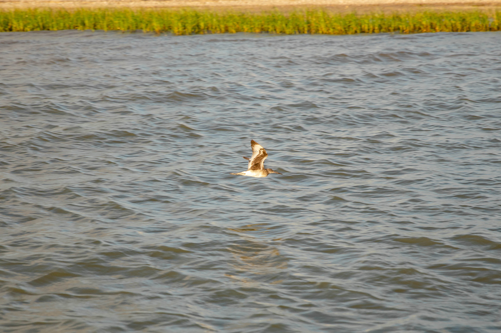 Galveston Sea Adventures