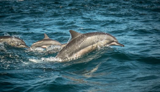 Jumping dolphins