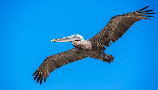 Pelican in Flight